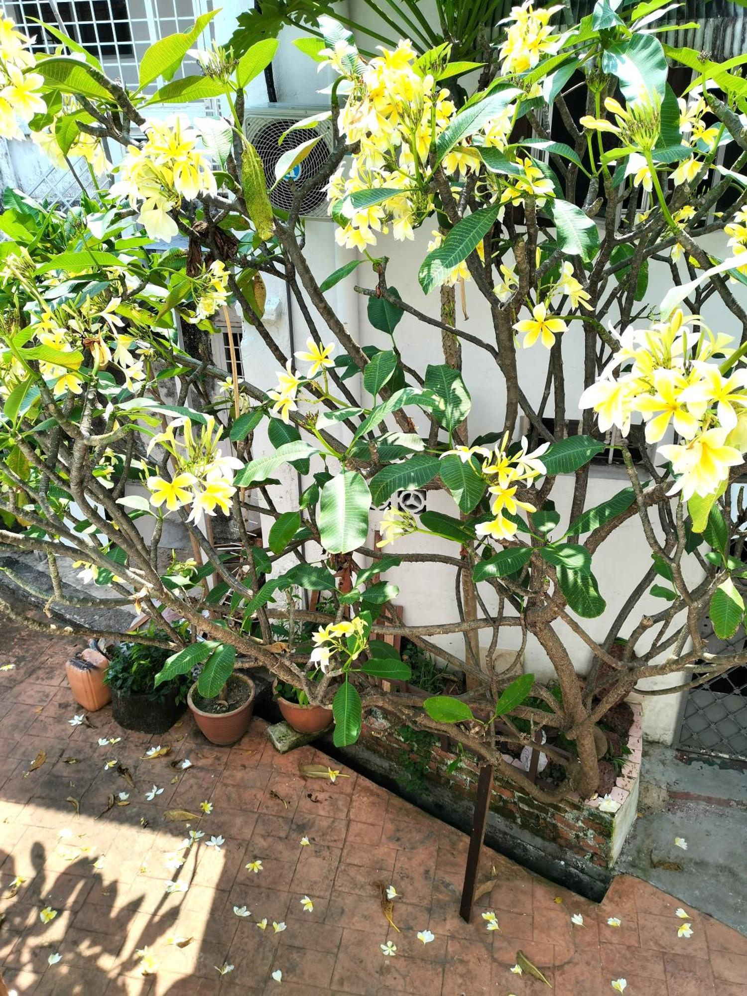 Mori Jonker Homestay Malacca Exterior foto